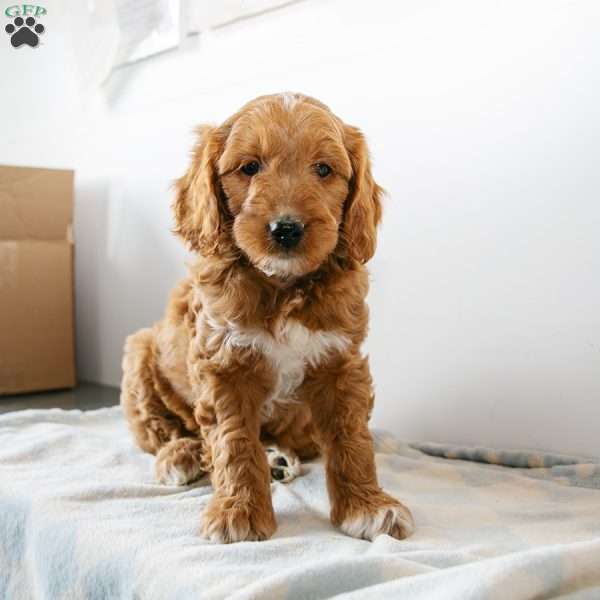 Archie, Mini Goldendoodle Puppy